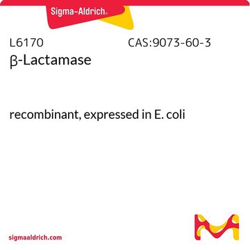 &#946;-内酰胺酶 recombinant, expressed in E. coli