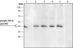 Anti-phospho-TDP-43 [pSer409] antibody produced in rabbit ~1.0 mg/mL, affinity isolated antibody