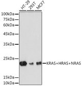 Anti-KRAS+HRAS+NRAS antibody produced in rabbit
