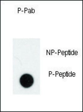 Anti-Phospho-NOMO1-pS1205 antibody produced in rabbit affinity isolated antibody, buffered aqueous solution