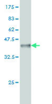 Monoclonal Anti-STYK1 antibody produced in mouse clone 3A8, purified immunoglobulin, buffered aqueous solution