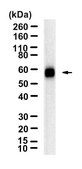 Anti-FUT4/CD15 Antibody, clone 1H4 ZooMAb® Rabbit Monoclonal recombinant, expressed in HEK 293 cells