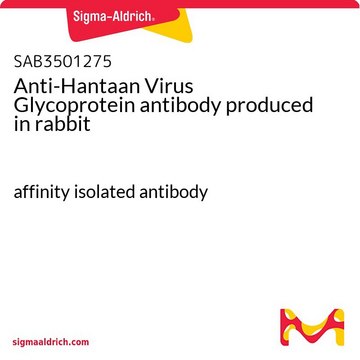 Anti-Hantaan Virus Glycoprotein antibody produced in rabbit affinity isolated antibody