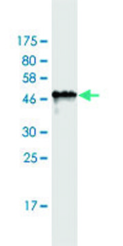 Monoclonal Anti-PAGE1 antibody produced in mouse clone 6G6, purified immunoglobulin, buffered aqueous solution