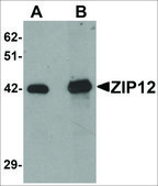 Anti-ZIP12 antibody produced in rabbit affinity isolated antibody, buffered aqueous solution