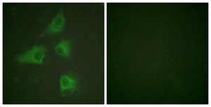 Anti-DRP-2 antibody produced in rabbit affinity isolated antibody