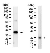 Anti-His tag Antibody, clone 1J13 ZooMAb® Rabbit Monoclonal recombinant, expressed in HEK 293 cells