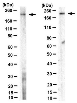 Anti-BIG2 Antibody, clone 56 clone 56, from mouse