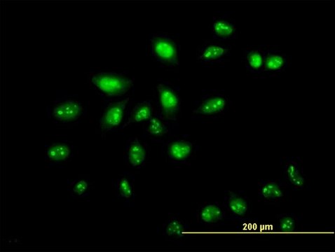 Monoclonal Anti-ZNF136 antibody produced in mouse clone 5E9, purified immunoglobulin, buffered aqueous solution