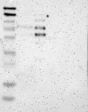 Anti-RCOR3 antibody produced in rabbit Prestige Antibodies&#174; Powered by Atlas Antibodies, affinity isolated antibody, buffered aqueous glycerol solution