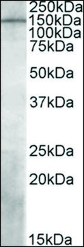 Anti-PREX1 antibody produced in goat affinity isolated antibody, buffered aqueous solution