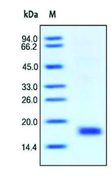 IL-15 human recombinant, expressed in HEK 293 cells, &#8805;95% (SDS-PAGE)