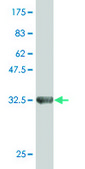 Monoclonal Anti-ZNF85 antibody produced in mouse clone 4D12, purified immunoglobulin, buffered aqueous solution