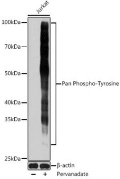 Anti-Pan Phospho-Tyrosine antibody produced in mouse