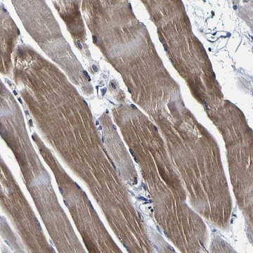 Anti-PANK4 antibody produced in rabbit Prestige Antibodies&#174; Powered by Atlas Antibodies, affinity isolated antibody, buffered aqueous glycerol solution