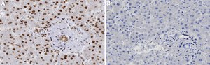 Anti-TBX4 Antibody, clone 2B18 ZooMAb® Rabbit Monoclonal recombinant, expressed in HEK 293 cells