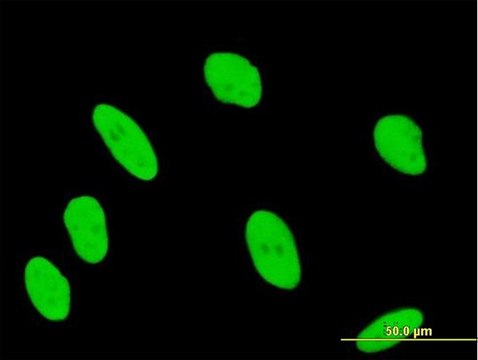 Anti-ANP32B antibody produced in mouse IgG fraction of antiserum, buffered aqueous solution