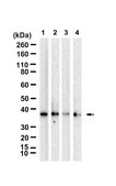 Anti-PAFAH/PLA2G7 Antibody, clone 1E9 ZooMAb® Rabbit Monoclonal recombinant, expressed in HEK 293 cells