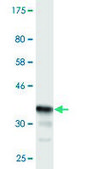 Monoclonal Anti-CHST3 antibody produced in mouse clone 1D3, purified immunoglobulin, buffered aqueous solution