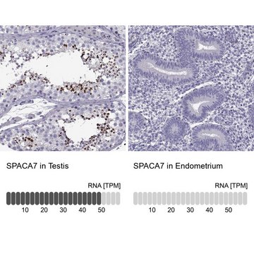 Anti-SPACA7 Prestige Antibodies&#174; Powered by Atlas Antibodies, affinity isolated antibody