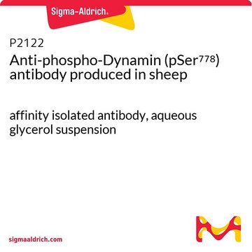 Anti-phospho-Dynamin (pSer778) antibody produced in sheep affinity isolated antibody, aqueous glycerol suspension