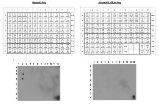 Anti-monomethyl-Histone H3 (Lys9) Antibody, Trial Size Upstate&#174;, from rabbit