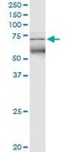 Monoclonal Anti-TRIM47, (C-terminal) antibody produced in mouse clone 3C8, purified immunoglobulin, buffered aqueous solution