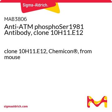 抗-ATM 磷酸化Ser1981抗体（克隆10H11.E12） clone 10H11.E12, Chemicon&#174;, from mouse