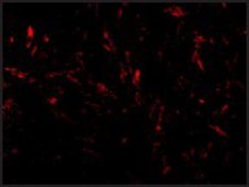 Anti-TTC5 antibody produced in rabbit affinity isolated antibody, buffered aqueous solution