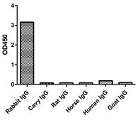 Alpaca Anti-Rabbit IgG(Fcγ) single domain Antibody recombinant Alpaca(VHH) Nano antibody