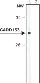 Anti-GADD153 antibody produced in rabbit affinity isolated antibody, buffered aqueous solution