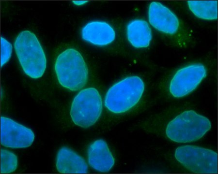 Monoclonal Anti-LAP2 (TMPO) antibody produced in mouse ~2&#160;mg/mL, clone 6E10, purified immunoglobulin, buffered aqueous solution