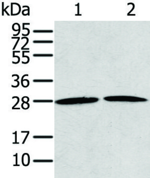 抗-RRAS2 affinity isolated antibody