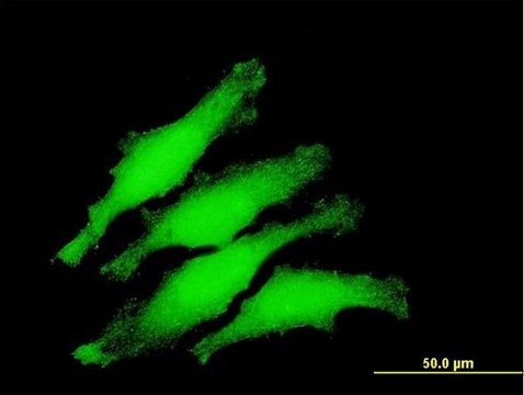 Anti-ZNF397 antibody produced in mouse purified immunoglobulin, buffered aqueous solution