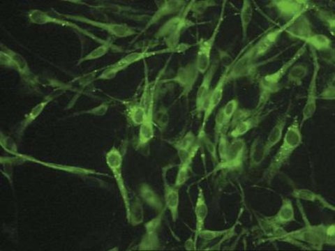 Anti-Connexin 45 Antibody, near CT, cytoplasmic, clone 8A11.2 clone 8A11.2, Chemicon&#174;, from mouse