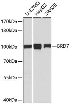 Anti- BRD7 antibody produced in rabbit