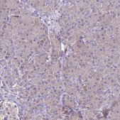 Anti-FAM173A antibody produced in rabbit Prestige Antibodies® Powered by Atlas Antibodies, affinity isolated antibody, buffered aqueous glycerol solution