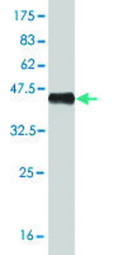 Monoclonal Anti-NPPB antibody produced in mouse clone 2D11, purified immunoglobulin, buffered aqueous solution