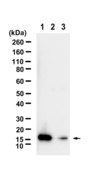 Anti-ISG15 Antibody, clone 3L15 ZooMAb® Rabbit Monoclonal recombinant, expressed in HEK 293 cells