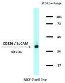 Monoclonal Anti-CD326 antibody produced in mouse clone 323/A3