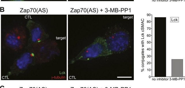 Anti-Lck Antibody, clone 3A5 clone 3A5, Upstate&#174;, from mouse