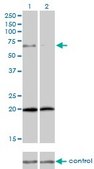 Monoclonal Anti-ZYX antibody produced in mouse clone 2C10-4A7, purified immunoglobulin, buffered aqueous solution