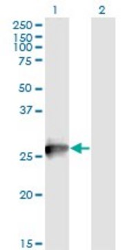 Monoclonal Anti-RAB3B, (C-terminal) antibody produced in mouse clone 1A7, purified immunoglobulin, buffered aqueous solution