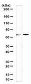 Anti-Olfactomedin-4/OLFM4 Antibody from rabbit, purified by affinity chromatography