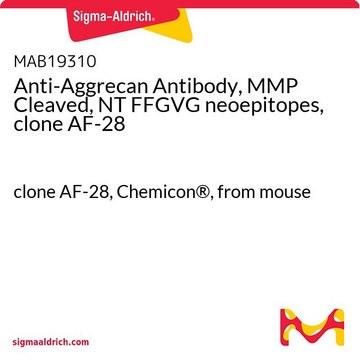 Anti-Aggrecan Antibody, MMP Cleaved, NT FFGVG neoepitopes, clone AF-28 clone AF-28, Chemicon&#174;, from mouse