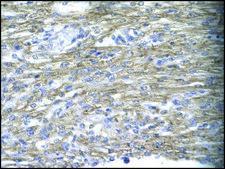 Anti-MEOX1 antibody produced in rabbit affinity isolated antibody