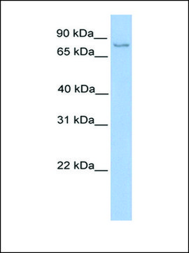 Anti-NSUN2 antibody produced in rabbit affinity isolated antibody