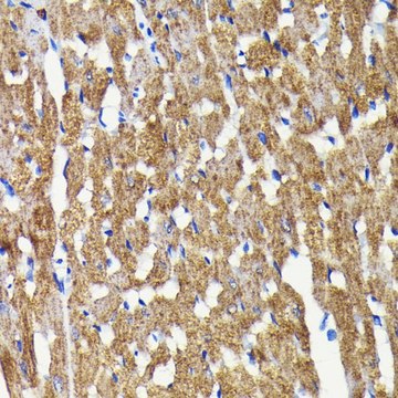 Anti-BNIP3 antibody produced in rabbit