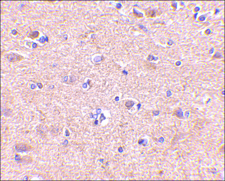 Anti-VGF antibody produced in rabbit affinity isolated antibody, buffered aqueous solution