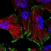 Anti-SIKE1 antibody produced in rabbit Prestige Antibodies® Powered by Atlas Antibodies, affinity isolated antibody, buffered aqueous glycerol solution, Ab1